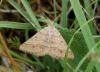 Isturgia murinaria